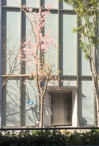 2016年2月11日横浜桜.JPG